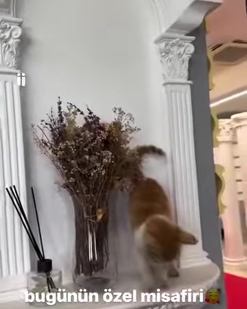 Kedi, klasik başlıklı yivli sütunun yanındaki dekoratif nişte duruyor
