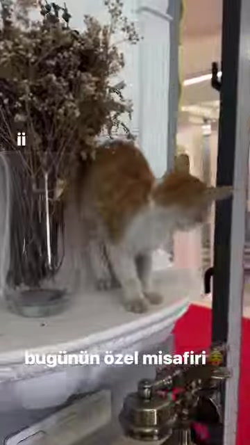 Dekoratif sütun kaidesindeki kedi, showroom ürünlerini inceliyor