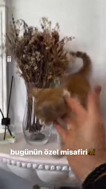 Kedi, vazodaki kuru çiçekler ile işlemeli sütun arasında