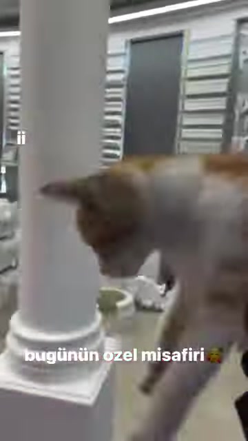 Kedi, gri duvardaki çıta örnekleri önünde sergilenen sütunda