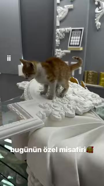 Kedi, farklı kabartma motiflerle süslenmiş dekoratif parçaların üzerinde