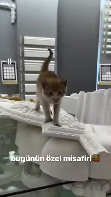 Kabartmalı bordür üzerinde yürüyen kedi ve arkadaki çıta modelleri